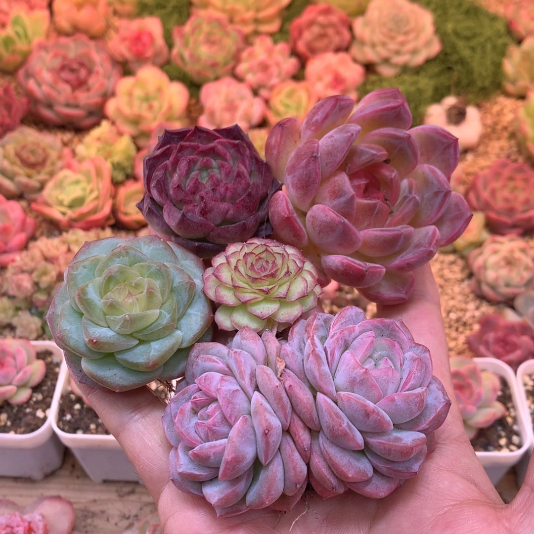 懒羊羊精品一物一拍