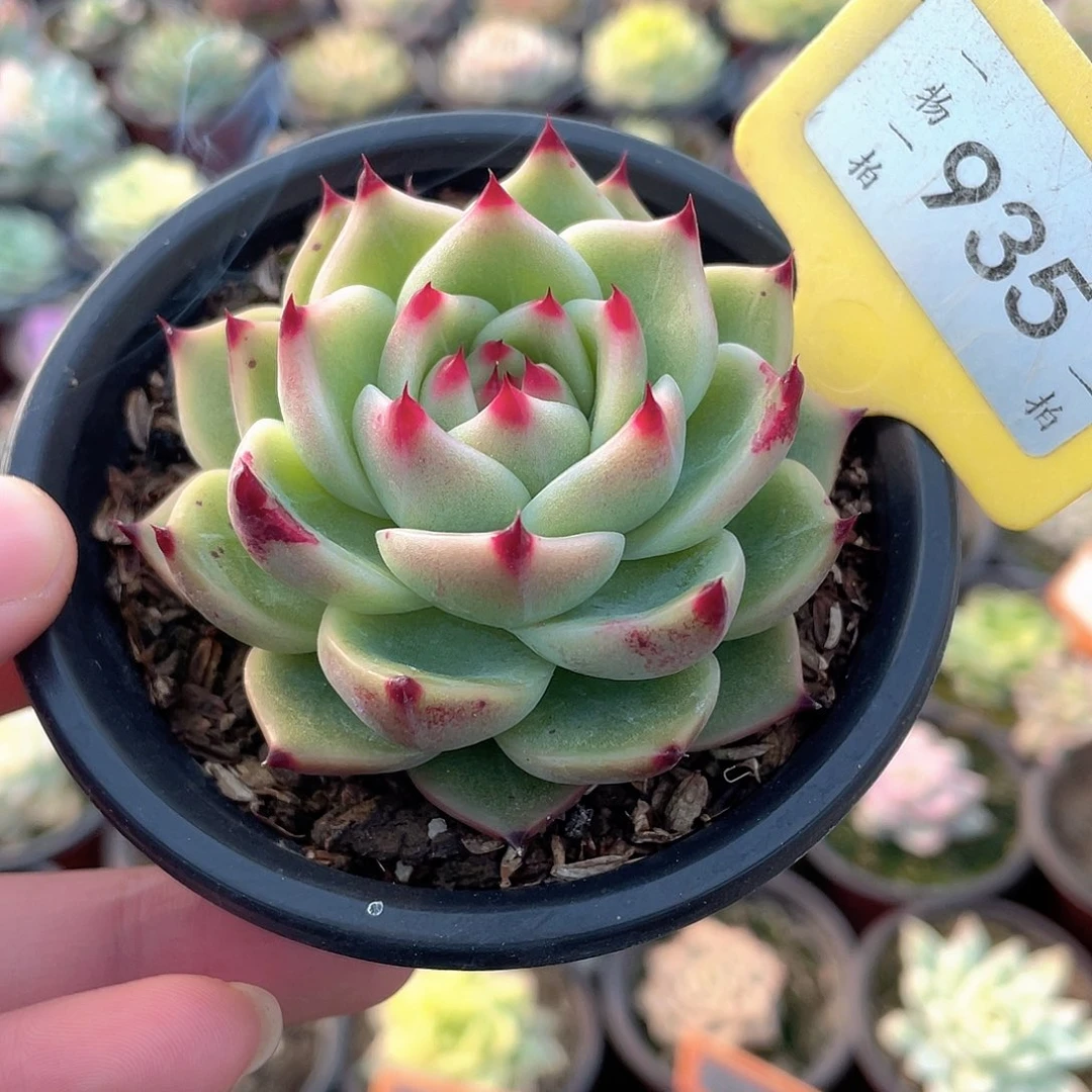 超级蓝龙935号多肉