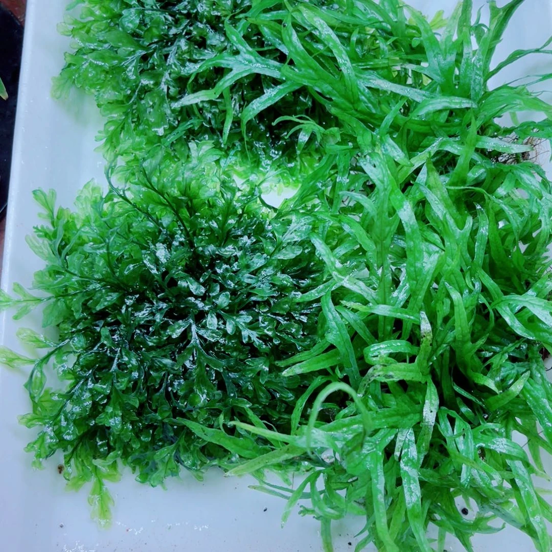 叉叶铁黑木蕨一套精品