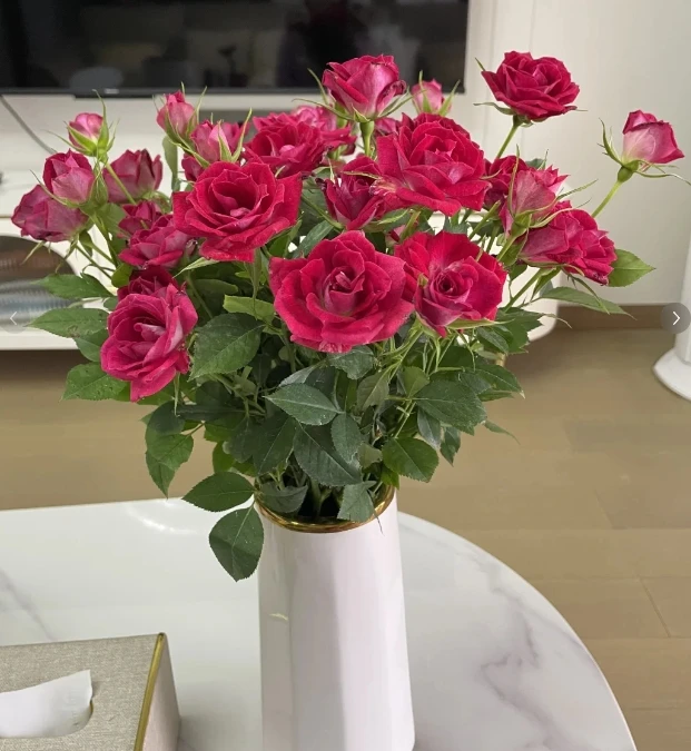 【新疆花之溪】波塞尼娜玫瑰（8-10枝）（10%-20%不赔付）