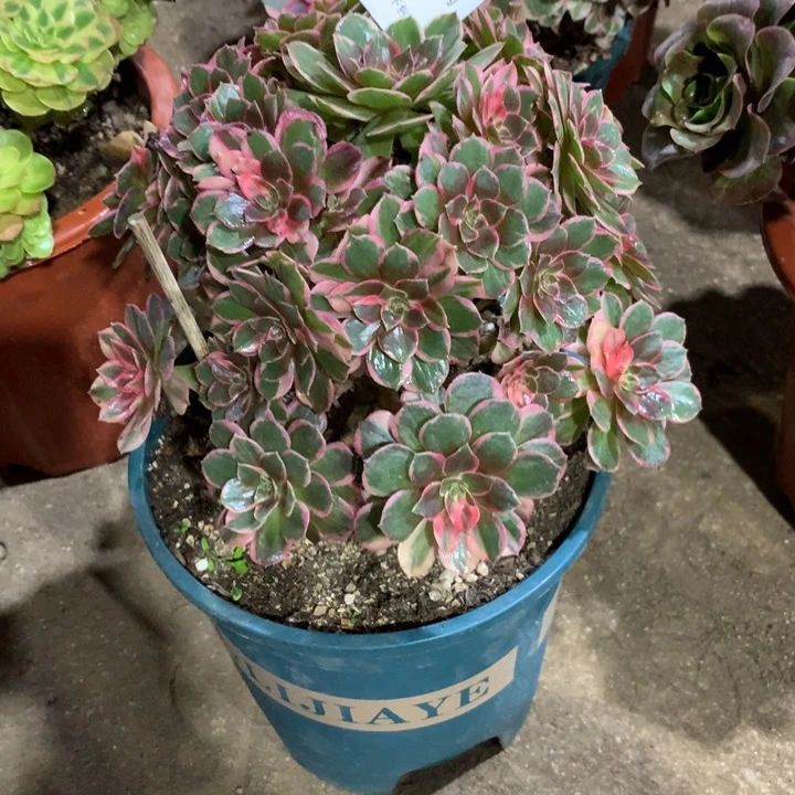 766黑膜锦多肉植物特价