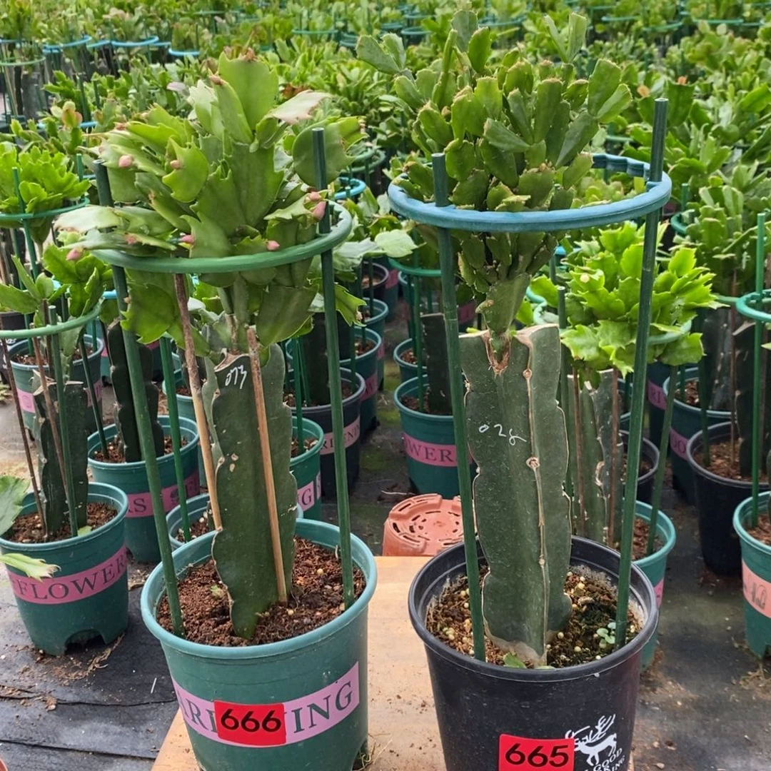 晨***花完全开放665.666两盆