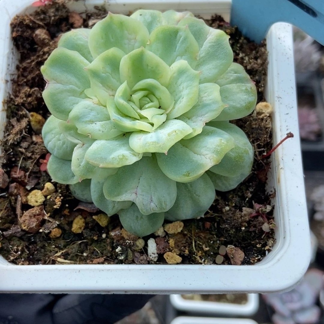 502泡泡纱多肉植物多肉