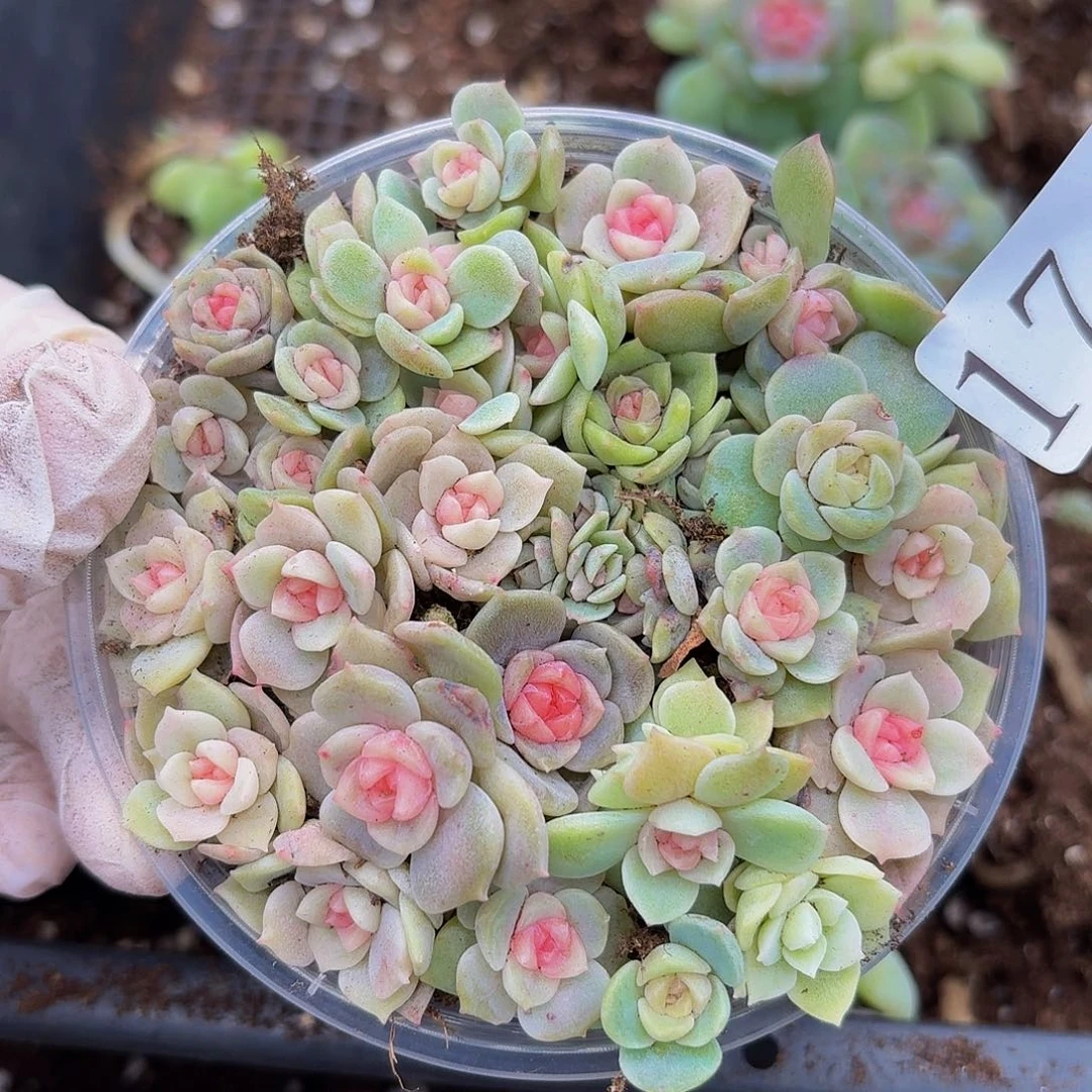多肉植物多肉植物17