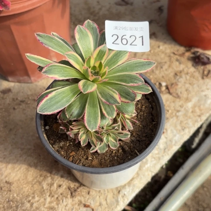 v锦锦多肉法师2621