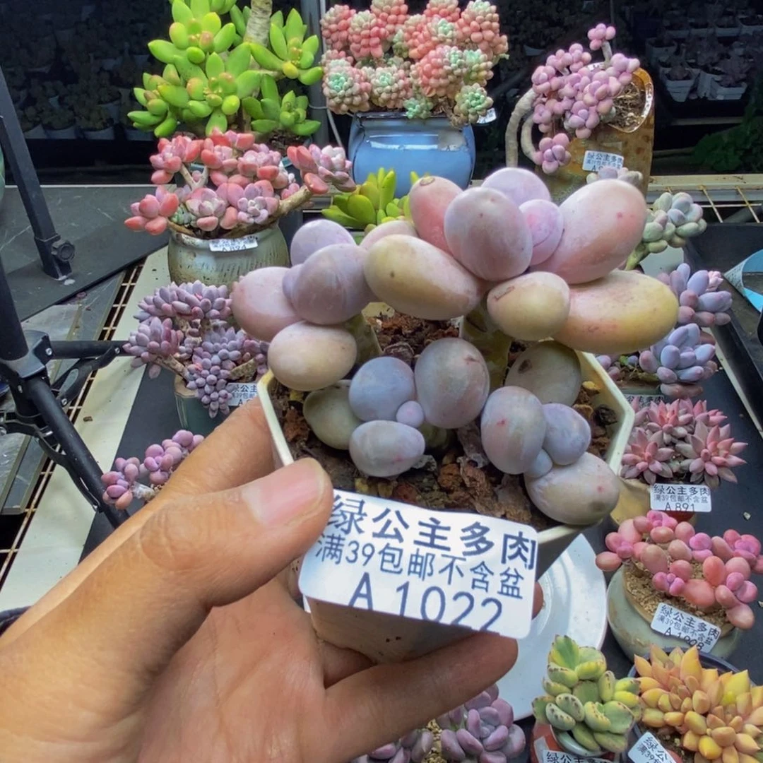 022水光针多肉7c m