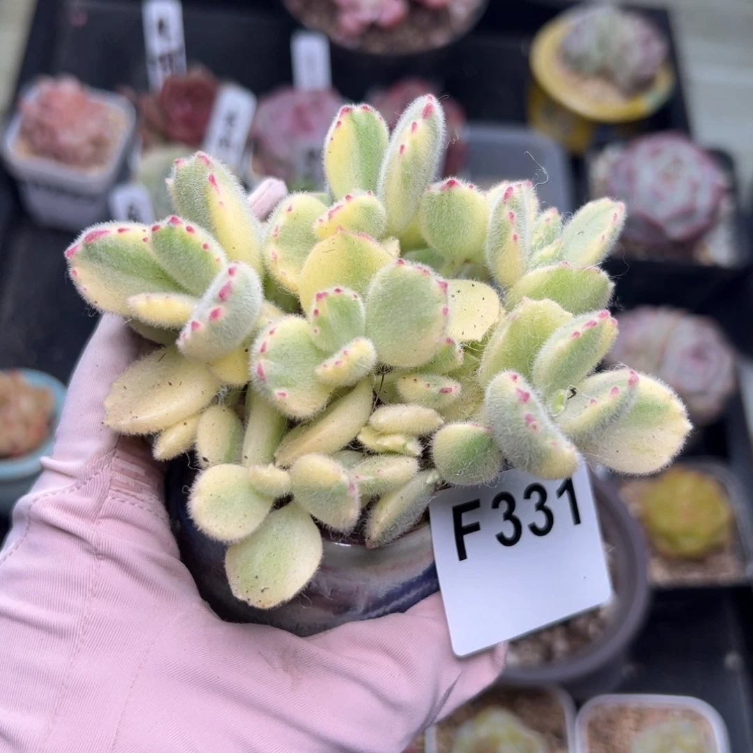 奈****u331 多肉植物组合盆栽