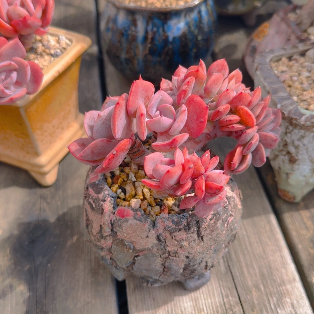 尘埃玫瑰带盆一图一物拍不退不换满68包顺丰