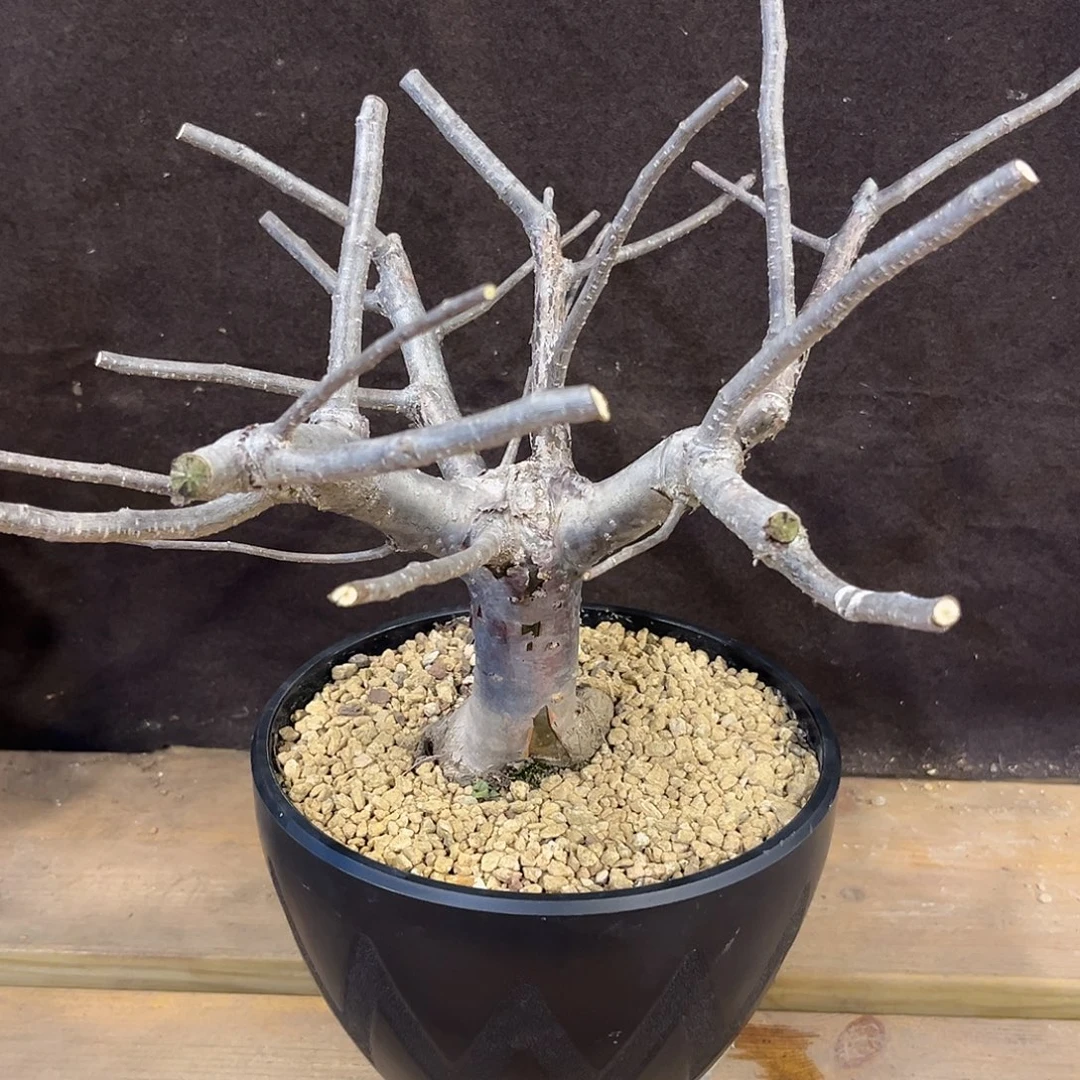 汤圆植物奥比克橄榄原价428