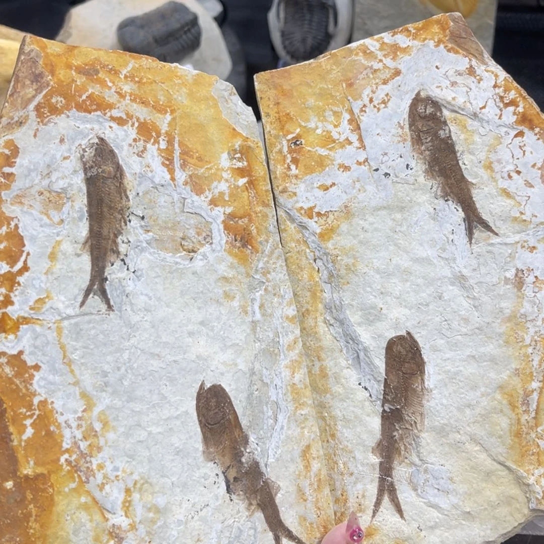 辽西古生物研究学会