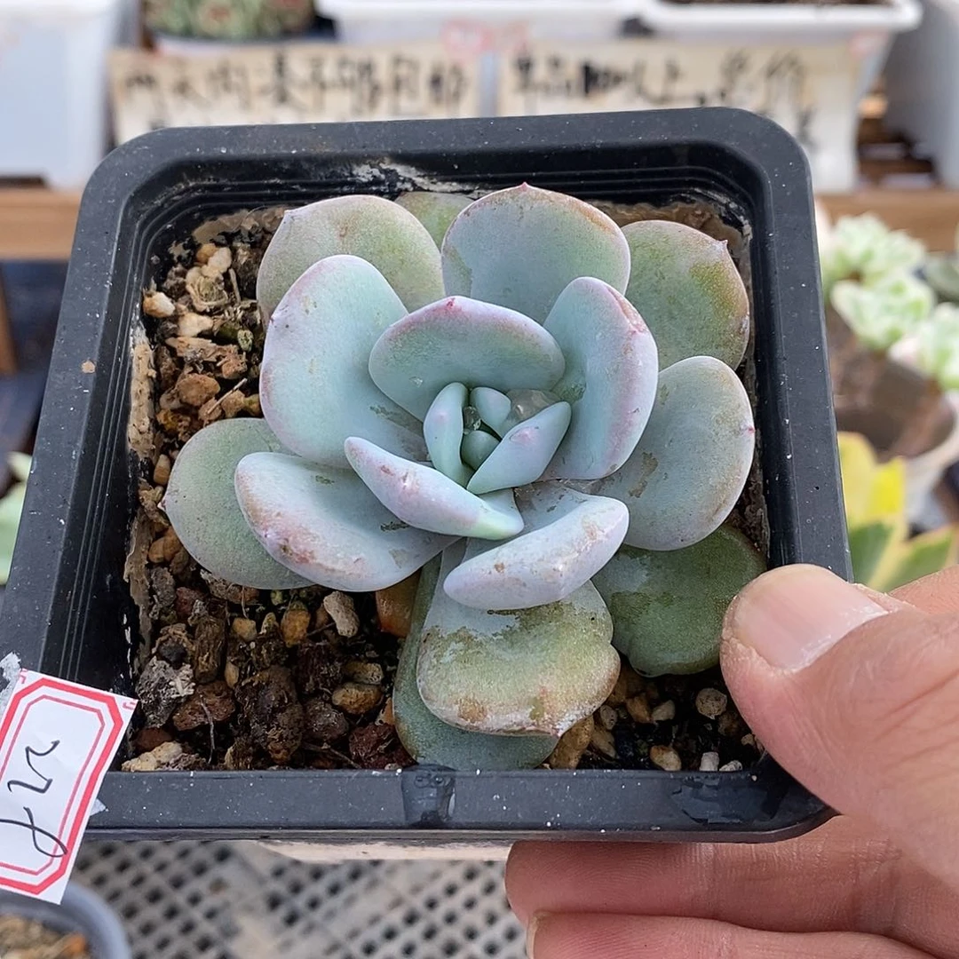 17279 奶茶单头多肉