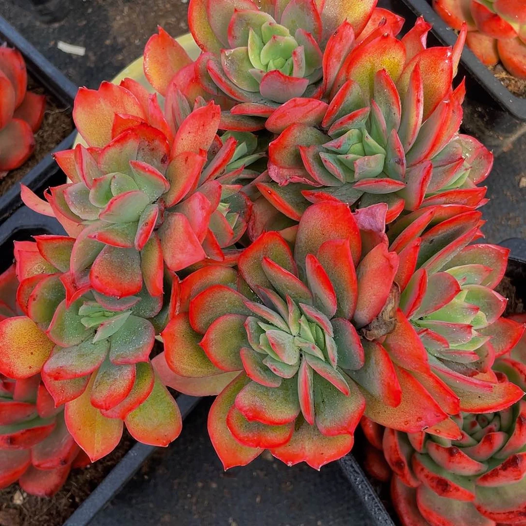 绮啰仙子多肉植物1065