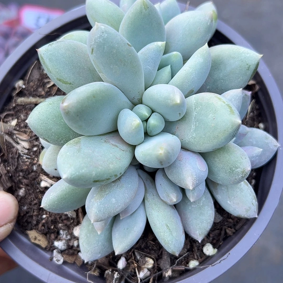 胖体哥特，一物一拍