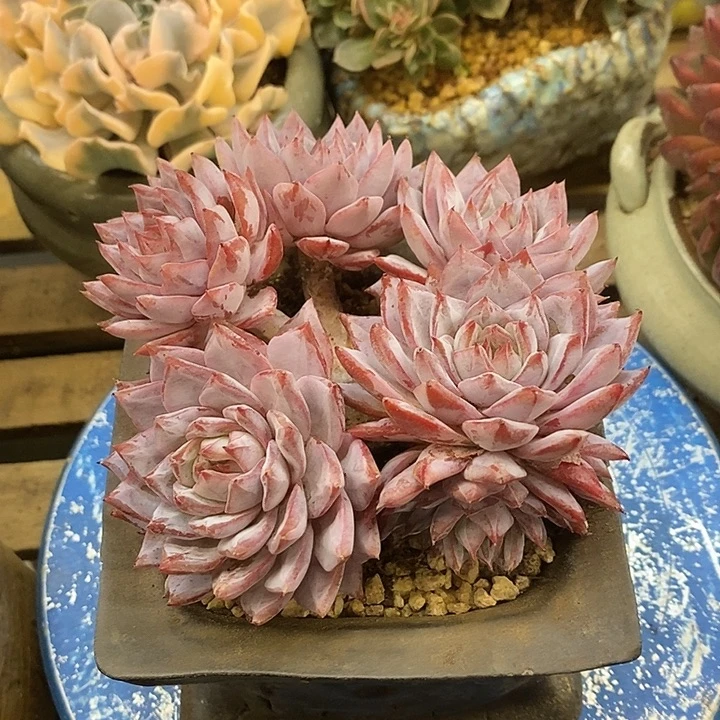 多肉植物肉肉植物