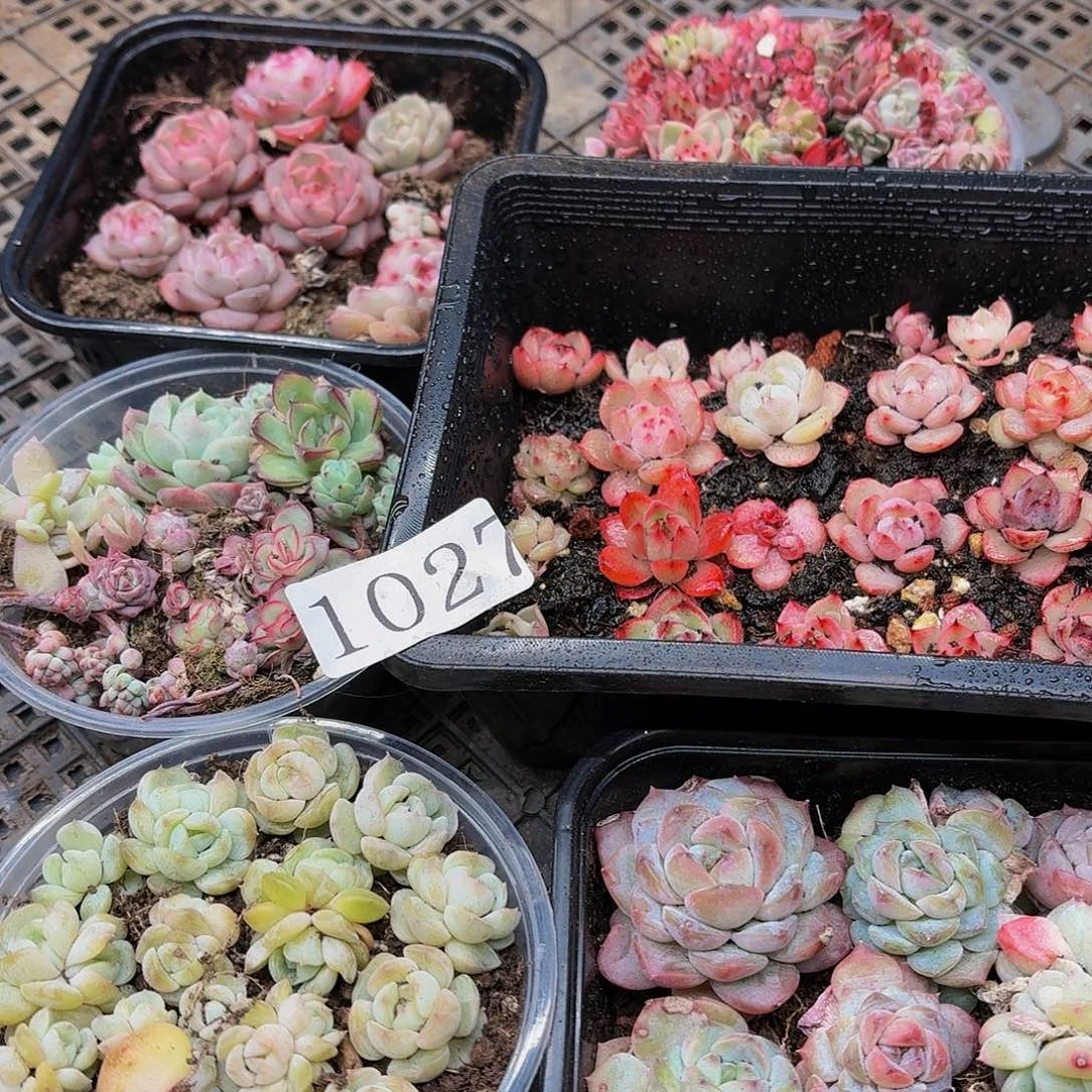 多肉植物多肉植物1027