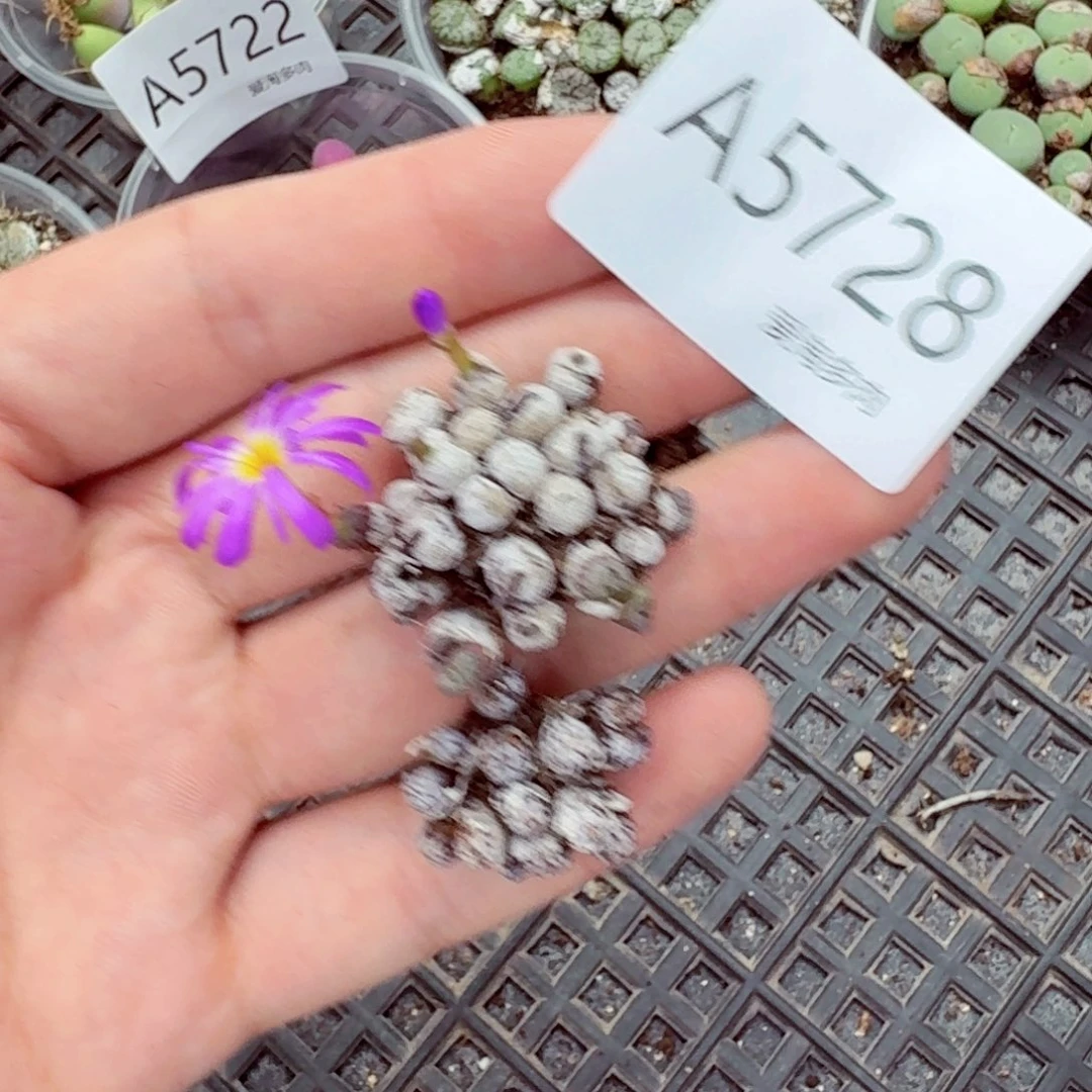 5728-生石花 生石花