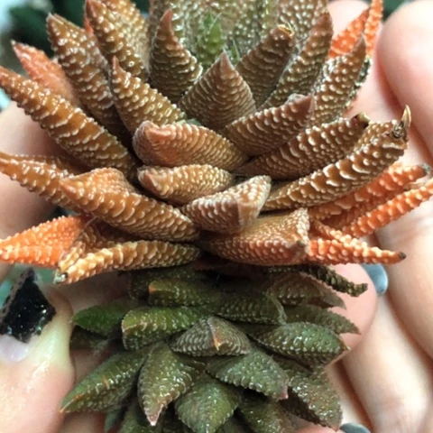 原始硬叶母本带侧牙一起哈哈哈