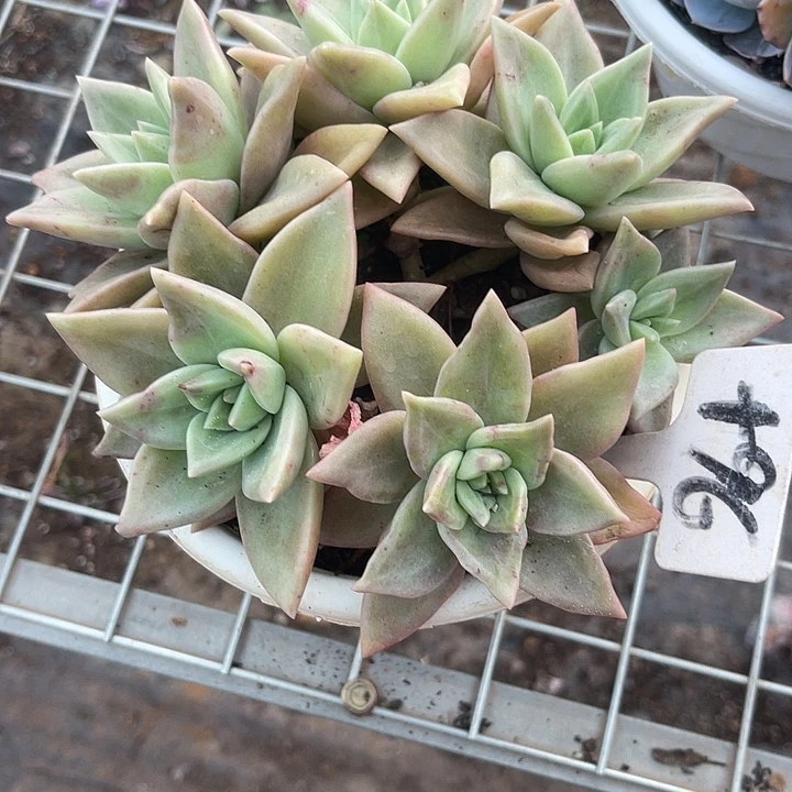 两单包邮，一物一拍96黄金表丽娜