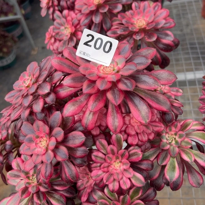 200香奈儿多肉25厘米左右