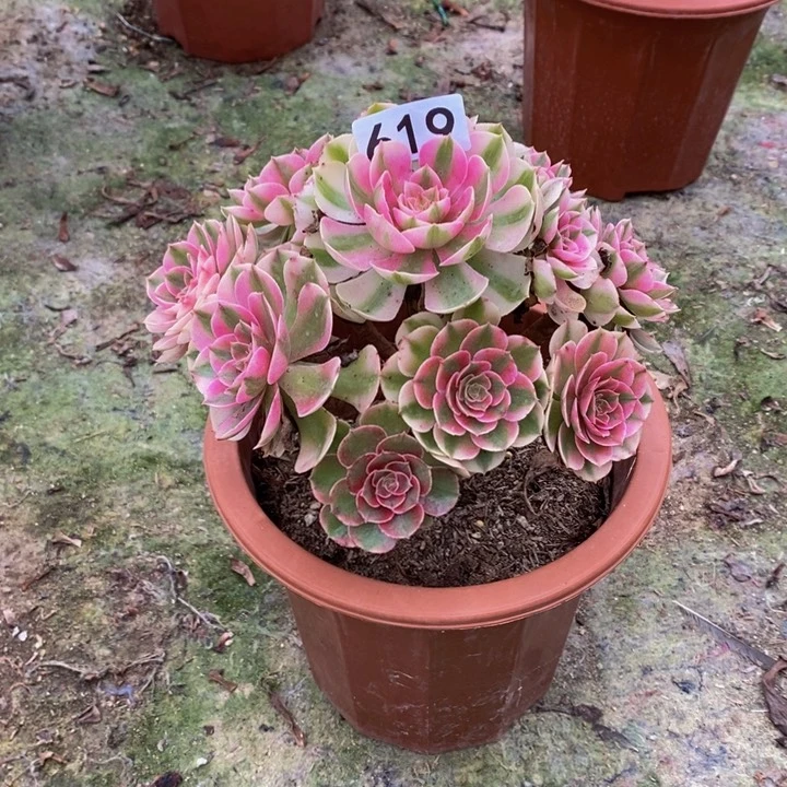 静***静倾城多肉植物619