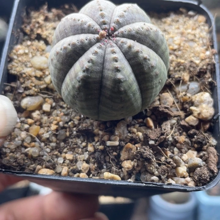 实生欧布布纹球带盆发货