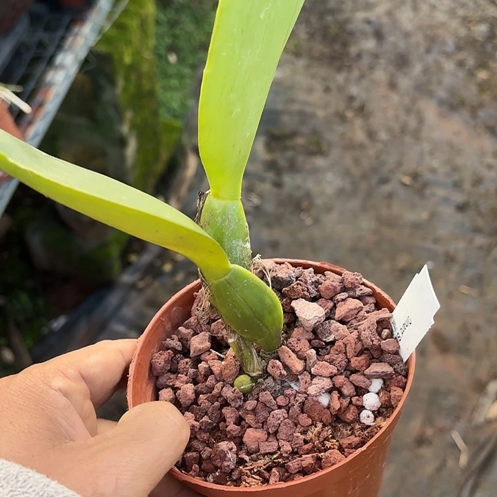 完全开放蓝色天堂