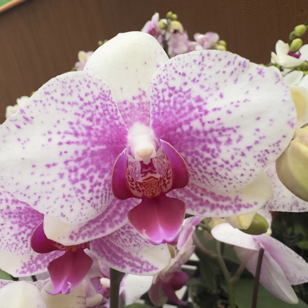 【丽莎】蝴蝶兰带花苗 稀有色系 好样耐养带花带花苞 （花损无售后）