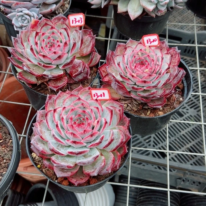 ?*然精品多肉植物老桩