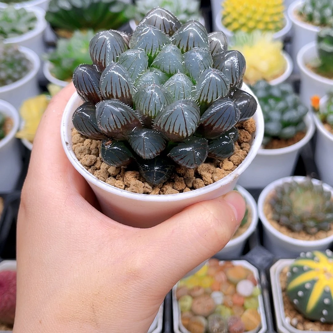 紫镜玉露多肉，原盆