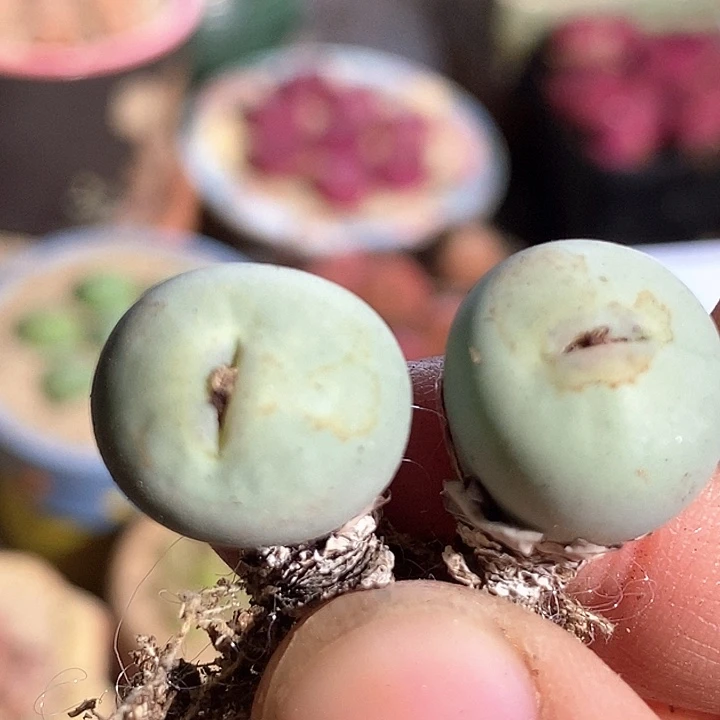 4511一颗大嘴小红嘴
