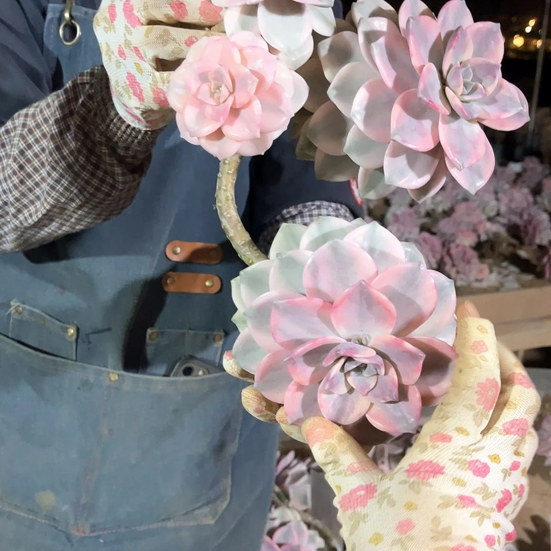 四**花多肉植物紫乐景A126