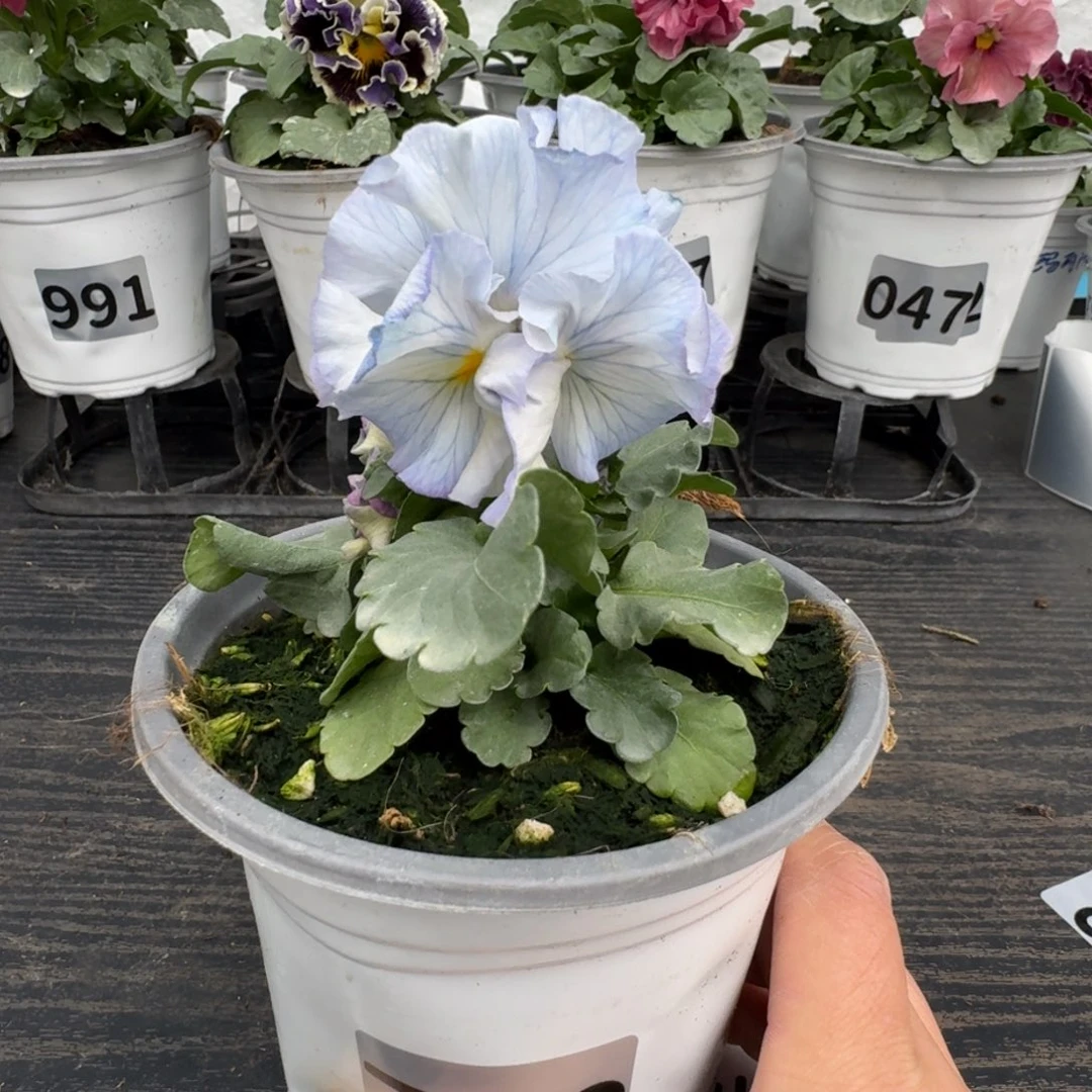 全部花朵718号角堇