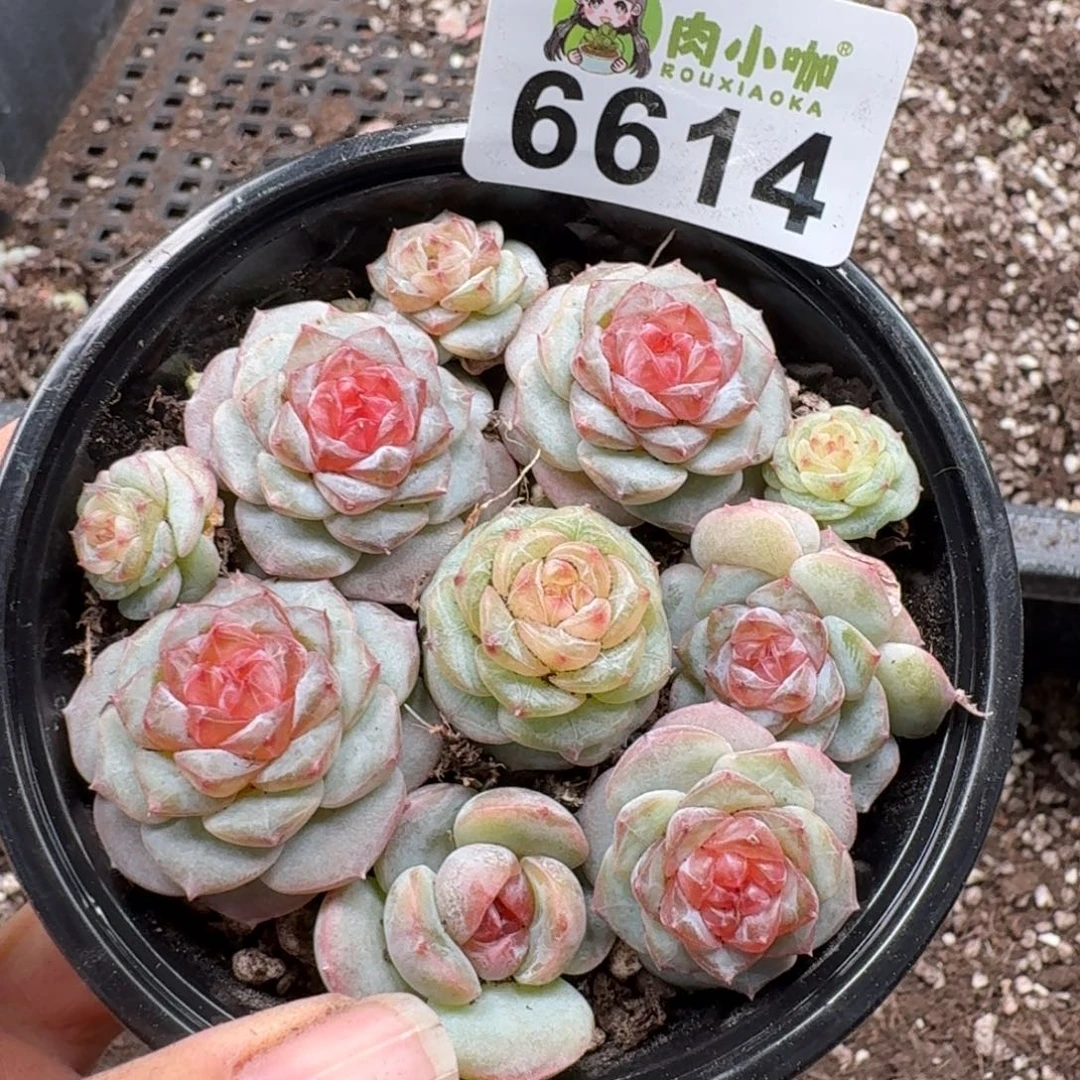 多肉植物多肉植物