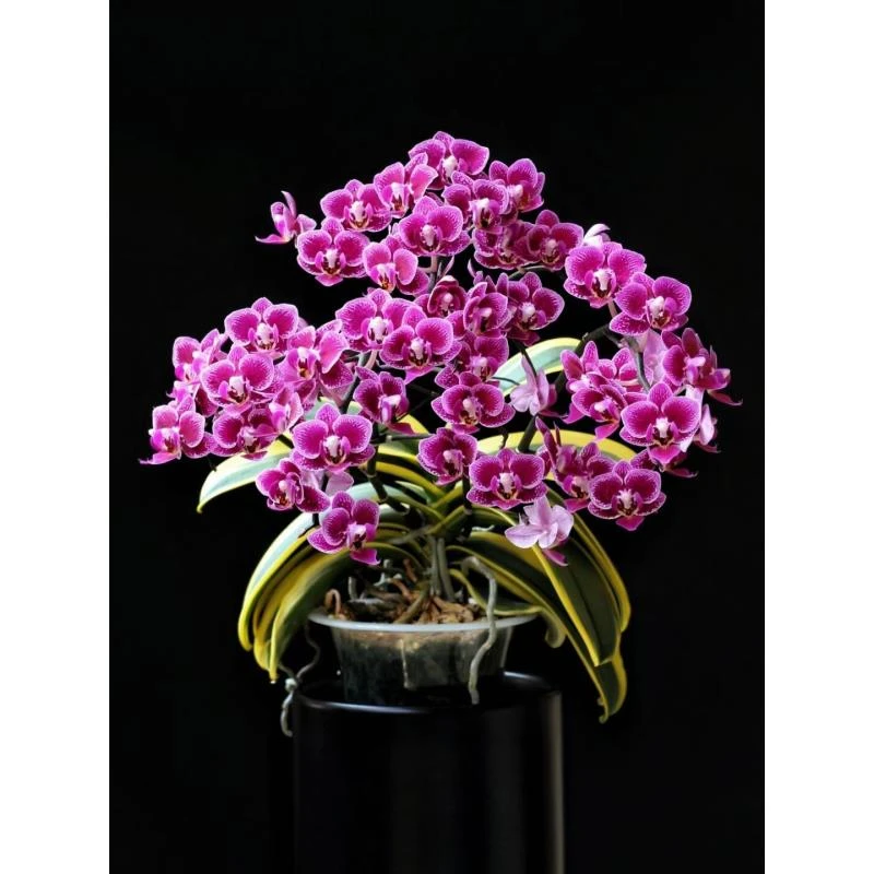 2个花剑【金边蔓越莓】蝴蝶兰   能开100朵左右花