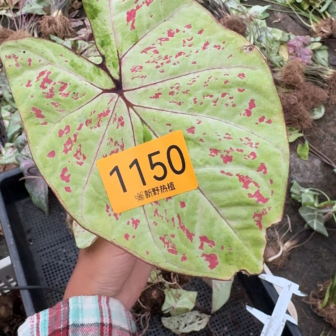 -***、完全开放1150米兰裸球不售后