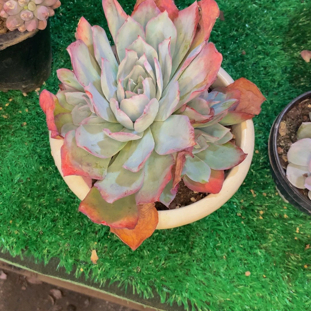 半***紗蓝光小群多肉植物