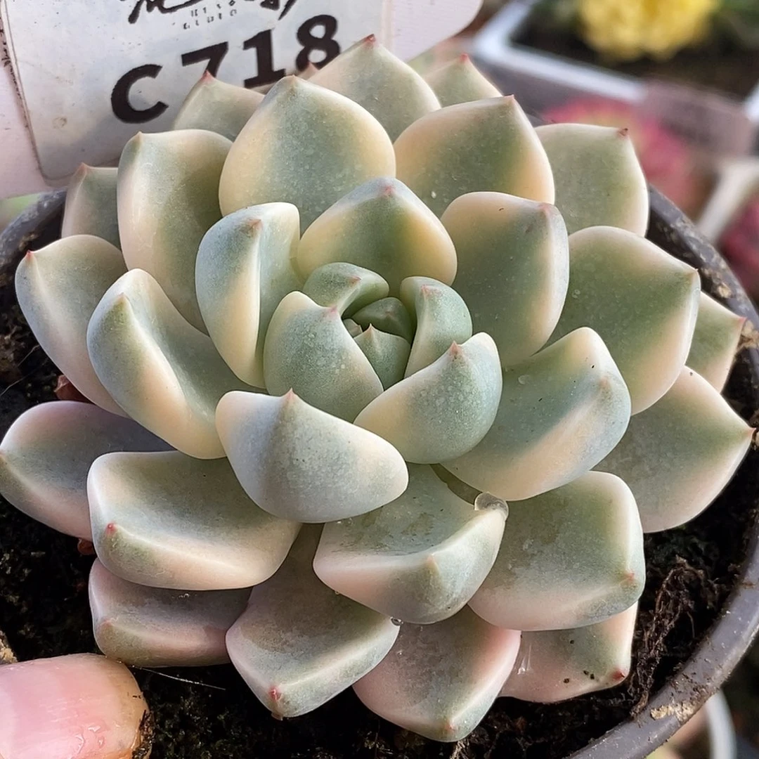 246红粉哈哈哈哈哈哈