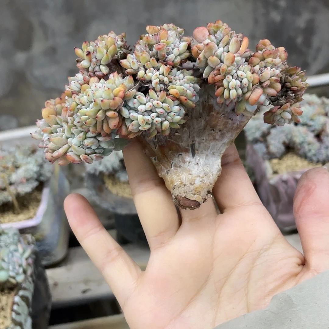 底切星影小树，介意慎怕