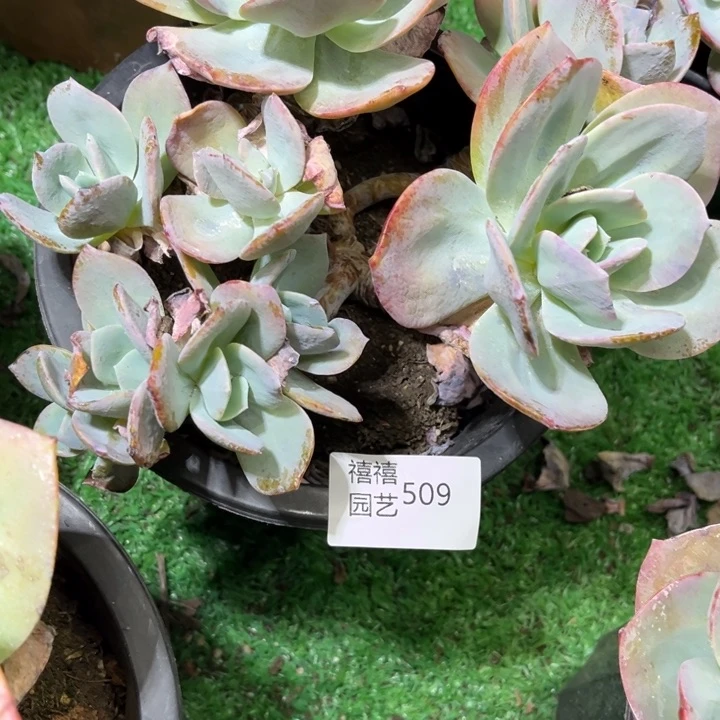 ?****?509凤群多肉植物