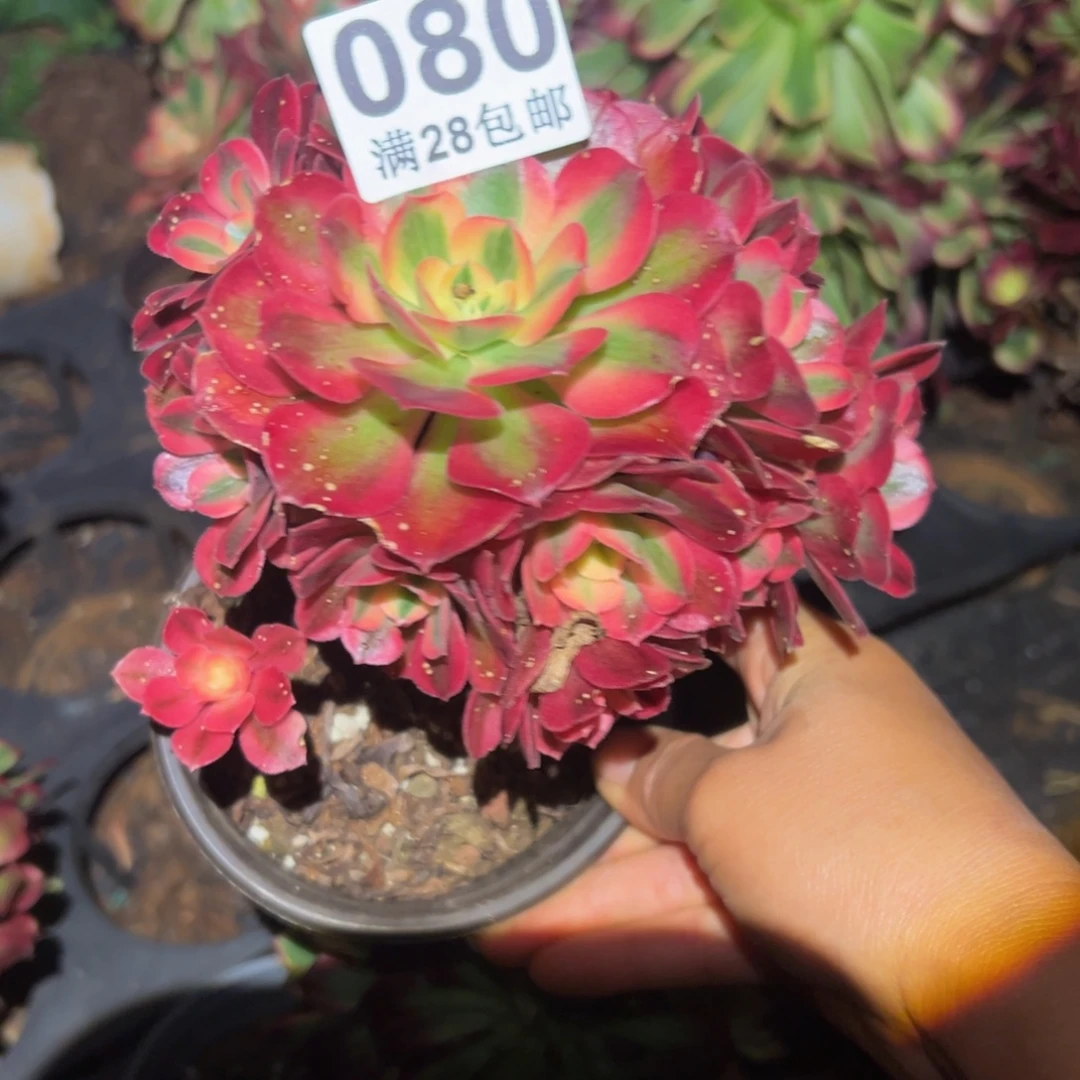 多肉植物080无售后