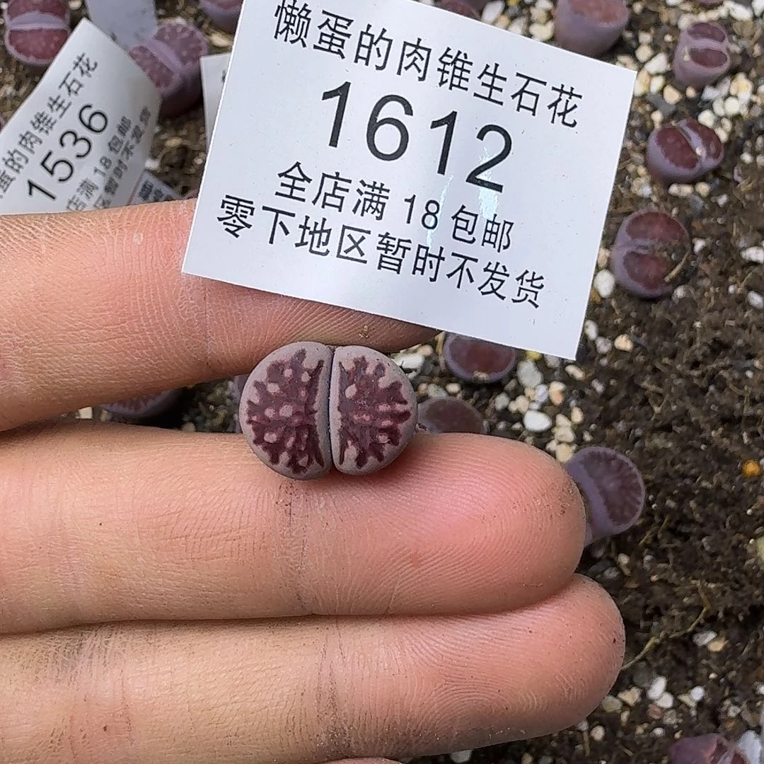 1612 哈哈哈哈哈哈哈哈哈
