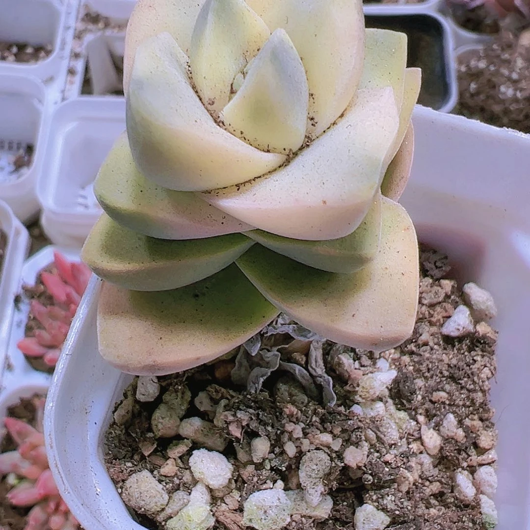 纪之川锦19包邮多肉