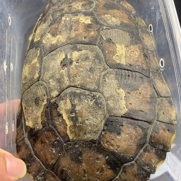 巴西彩龟母6666666