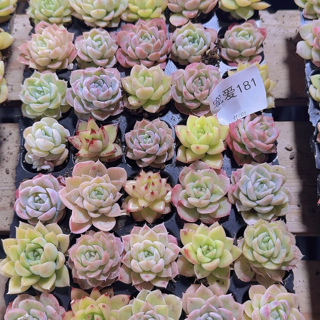 直播福利一物一拍181