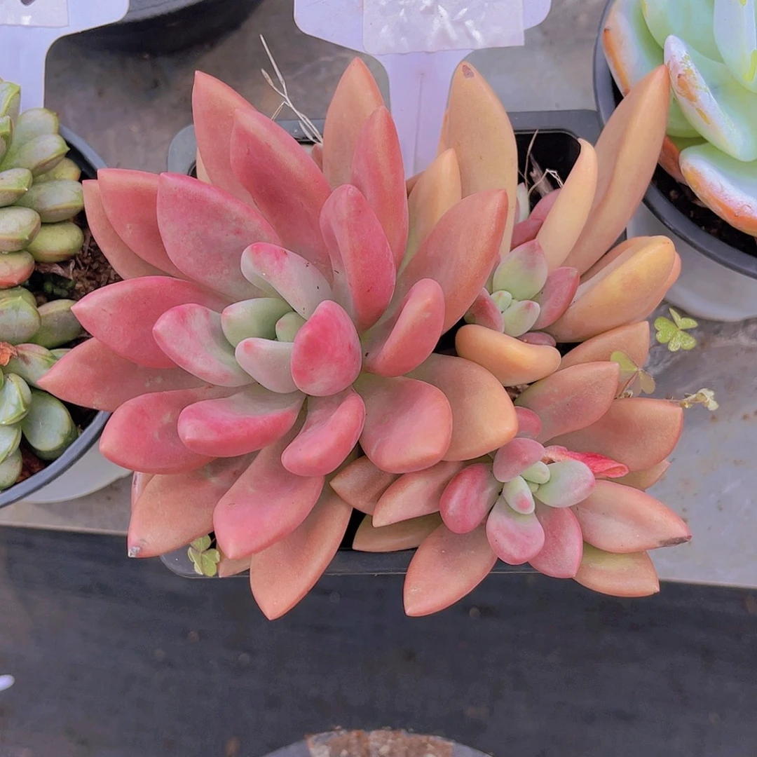 简***单0000000000000000140