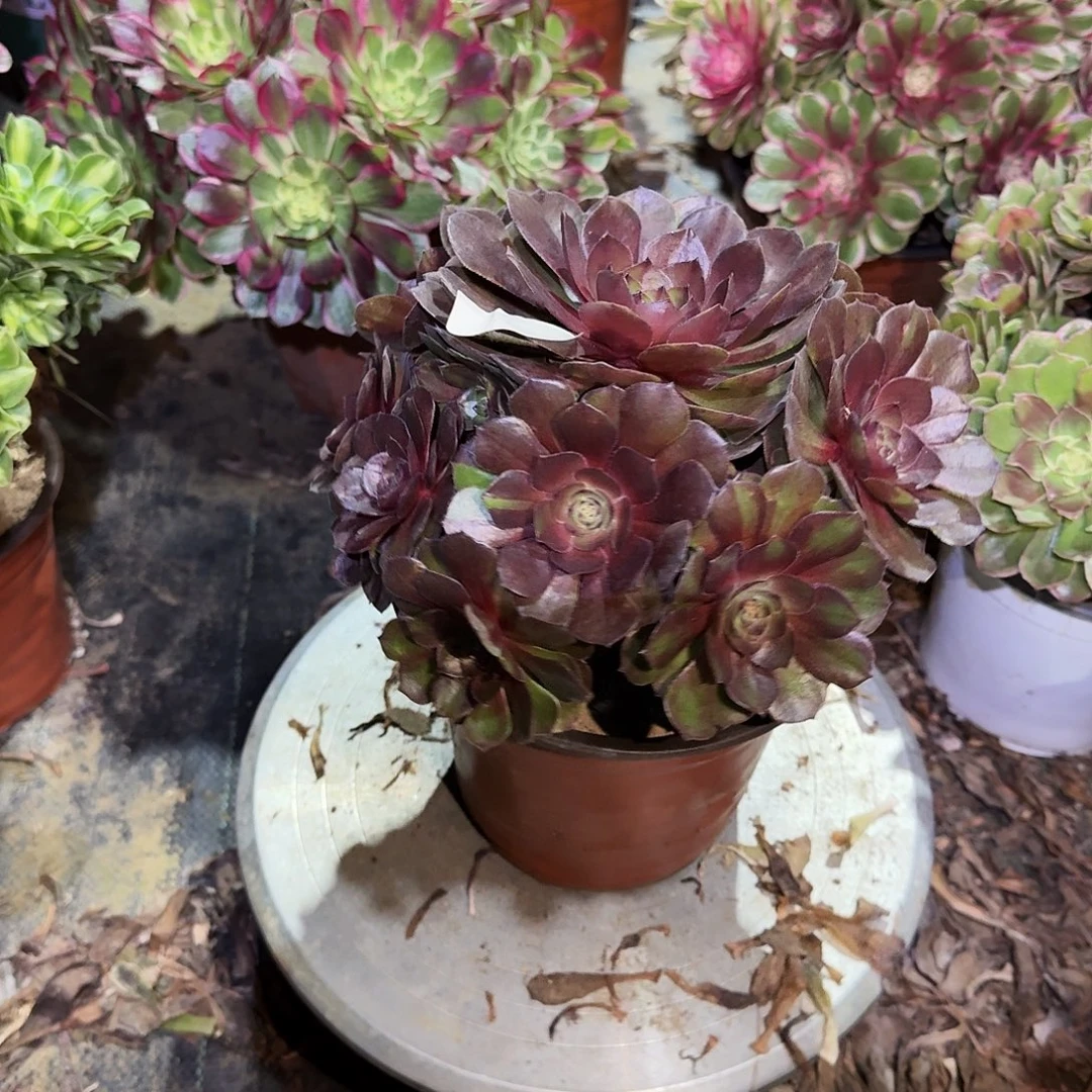 多肉植物红魔0559