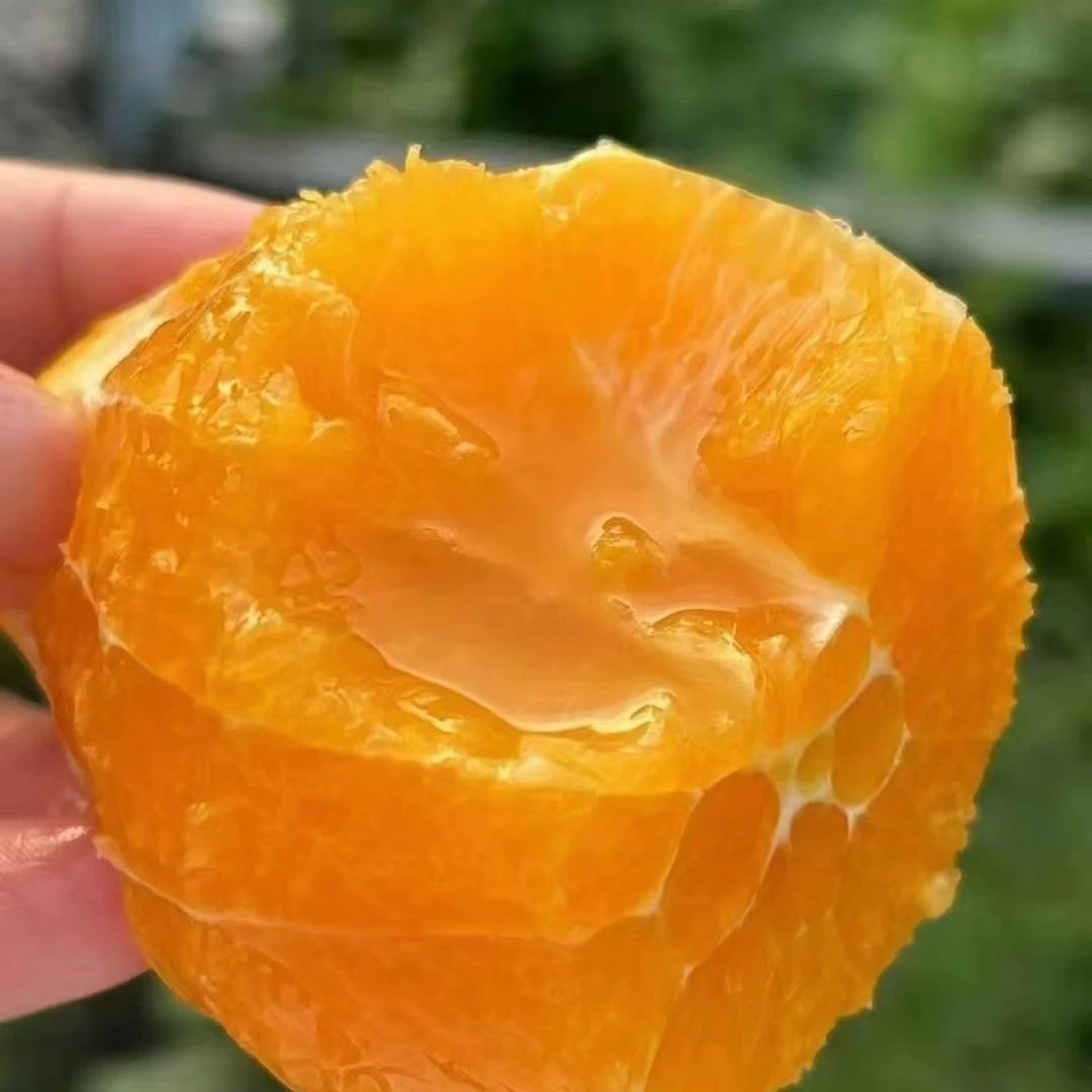 巴东九月红果冻橙新鲜现摘应季水果香甜多汁无籽无渣