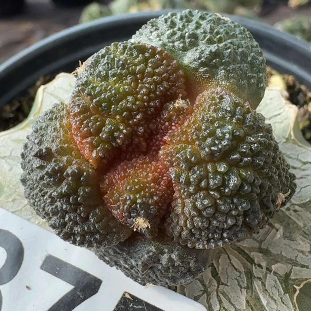 【闪购商品】密尤大尤哥斯拉375