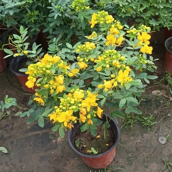 黄金梅 40厘米高左右