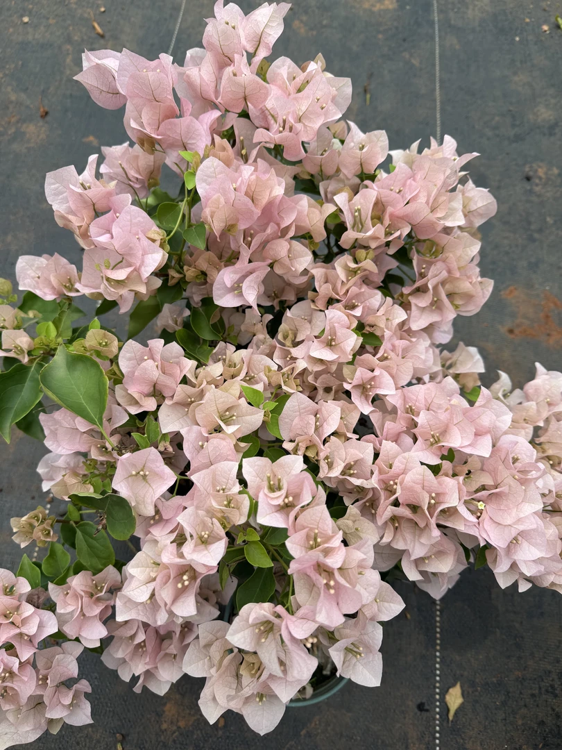 （雪美人）运输途中会落花落叶甚至光杆，不售后，介意勿拍。